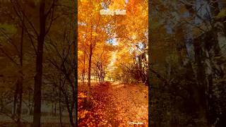 Fall Colours in Hiking Trail Mono Cliffs PP Ontario [upl. by Libby]