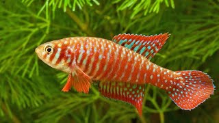 Killifish Simpsonichthys Santanae [upl. by Orimlede]