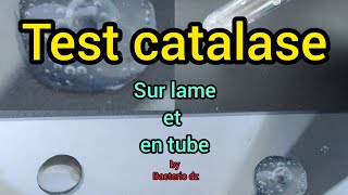 test catalase test catalase sur lame et test catalase en tube [upl. by Atteve629]