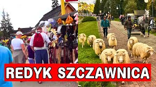 Szczawnica Wieka parada zwierząt Turyści już zacierają ręce [upl. by Luttrell]