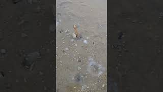 Person is on the beach catching Sea Moose Clams [upl. by Boothe394]