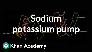 Sodiumpotassium pump  Cells  MCAT  Khan Academy [upl. by Costin566]