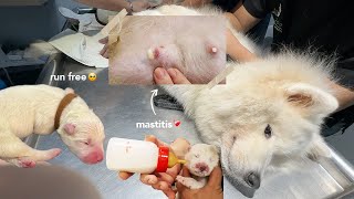 ep 2 newborn samoyed puppies harder than we expected 😭 [upl. by Ivetts]