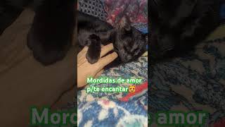 gatos videoinfantil vegano concientizar is vegan💚 [upl. by Farr774]