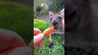 Kangaru helptrending funny automobile shortviralvideo shortvideo automobile [upl. by Virgilio298]