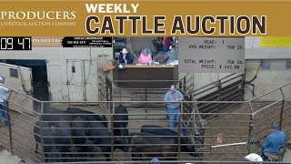 5302024  Producers Livestock Auction Company  Cattle Auction [upl. by Yelena]