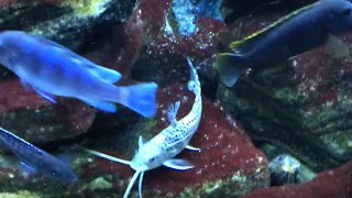 Pictus Catfish at Home in 75G Malawi Cichlid Tank [upl. by Sarge]