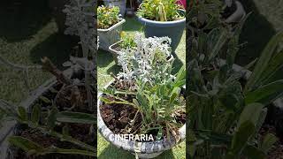 Pruning a Cineraria and planting Osteospermum in a UK garden [upl. by Yerd]