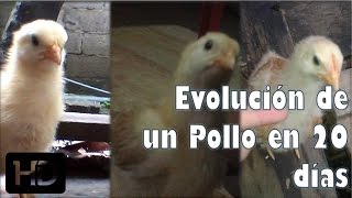 Evolución y cambios de un Pollito de 20 días de Nacido quotPIKITOquot [upl. by Maxine269]