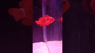 Ocellaris clownfish🐠foryou fishtanktouraquarium newfishtankfishtank aquariumpetsviralvideo [upl. by Gustafsson197]