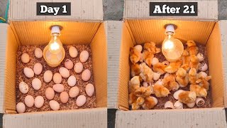 How to make a home incubator simple and easy  Home incubator for chicken eggs [upl. by Erlewine659]