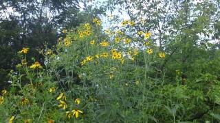 Tall Coreopsis  Coreopsis tripteris in bloom at Ion Exchange [upl. by Airekahs]