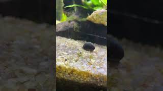 Nerite snail aquaworld fish aquascape aquariumtank viralreels trending popular newpost [upl. by Camile]