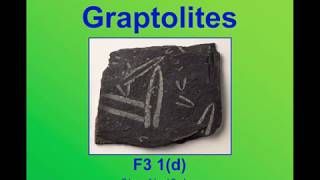 Graptolites [upl. by Llehcor]