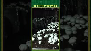 ठंड में मशरूम की खेती के महीने और क्या तकनीक  Mushroom Farming  shorts kisanofindia [upl. by Courtnay]