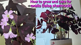 How to grow and care for oxalis false shamrock [upl. by Yelich511]