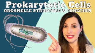 PROKARYOTIC CELL STRUCTURE AND ORGANELLESAlevel Biology cells topic 2 [upl. by Kahle]