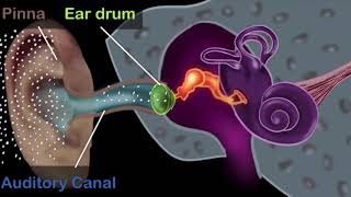 Human ear  structure amp working Hindi  Physics  Khan Academy [upl. by Jaclin]