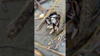 Gooseneck Barnacles [upl. by Nosille31]