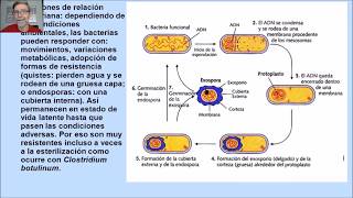 Funciones de nutrición reproducción y relación bacteriana V31 [upl. by Sussna]