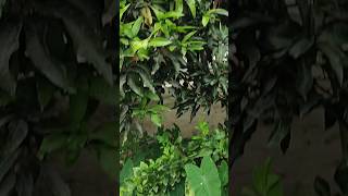 Mangoes trees 👉trending song trees viralreels viral [upl. by Werd496]