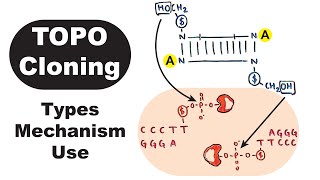 TOPO Cloning  TOPOBlunt TOPOTA TOPOdirectional [upl. by Cosimo]