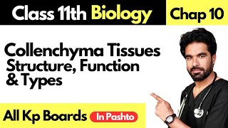 Collenchyma Tissues Structure types and function in pashto  Supporting Tissues in plants [upl. by Rhiana]