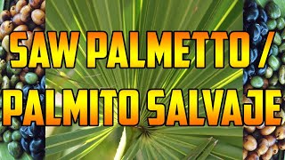 PARA QUE SIRVE🌿 SAW PALMETTO 🌿 BENEFICIOS🌿 PALMITO SALVAJE 🌿 Serenoa repens🌿 PROPIEDADES Y USOS MED [upl. by Eido646]