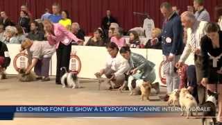 Les chiens font leur show à lExposition Canine Internationale de Monaco [upl. by Lud820]