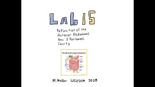 Gross Anatomy  Lab 15 amp L36 Peritoneal Cavity Review [upl. by Odnavres]