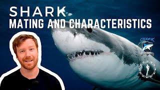 SHARK MATING amp characteristics  how can you tell a male from a female shark and how do they mate [upl. by Rufena]