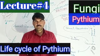 Life cycle of pythium [upl. by Hyde156]