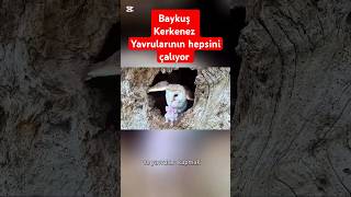 Baykuş Kerkenez yuvasını basıp her defasında yavruları kaçırıyor [upl. by Shaylah]