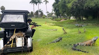 Local Golf Course Hires Us to Bounty Hunt Trespassing Iguanas with Air Guns and Golf Carts [upl. by Ariaec]