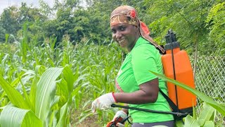 Selective Herbicides for Maize Applying Weed Control for My 5Acre Farm [upl. by Ydnagrub504]