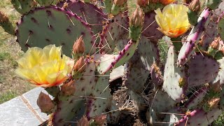 Opuntia violacea ‘Santa Rita’ Prickly Pear Cactus care [upl. by Jonati]