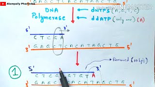 Sanger DNA sequencing  Made easy to understand  Bio science [upl. by Medeah]