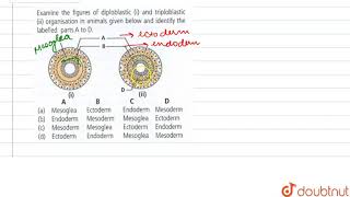 Examine the figures of diploblastic i and triploblastic ii organisation in animals given below [upl. by Cacilia]