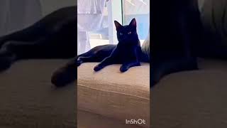 Arabian Mau wild cat from UAE Dubai🇦🇪 cat Murri in Ukraine 🇺🇦shorts cat pets [upl. by Kawasaki]