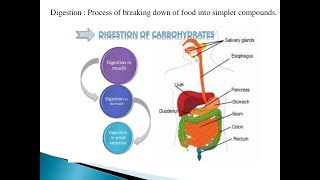 Digestion of Carbohydrates in the Small Intestine  Digestive Enzymes and Mechanism of absorption [upl. by Nnairet]