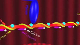 Skeletal Muscle Demo [upl. by Theobald29]