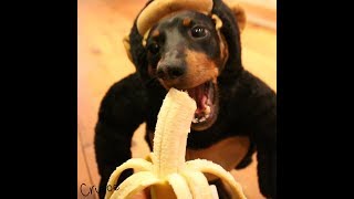 Crusoe the Monkey Dachshund [upl. by Airednaxela]