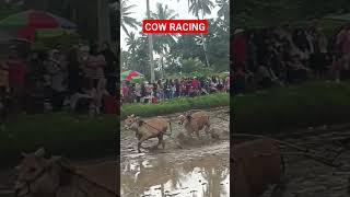 PACU JAWI 2023 shorts shortvideo short penjelajahminang sumatrabarat pacujawi cow [upl. by Einitsed233]