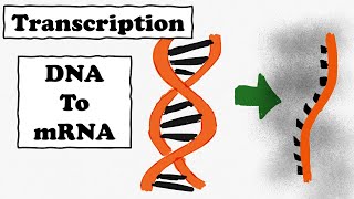 Protein Synthesis  Part 1  Transcription and eukaryotic mRNA processing [upl. by Aretse]