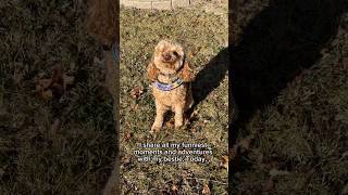 mickey toypoodle poodle dog shortsdogs shortvideo subscribe [upl. by Adnoraj]