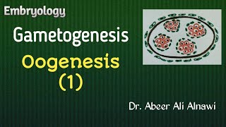 9 EmbryologyGametogenesis part 2 Oogenesis 1 Dr Abeer Ali Alnawi [upl. by Kuo]