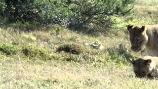 Lionesses Kill Baby Warthog Piglet at Shamwari Game Reserve [upl. by Daht806]