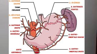 Anatomie de labdomen  tronc cœliaque artères mésentériques [upl. by Aikim]