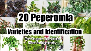 20 AMAZING PEPEROMIA VARIETIES [upl. by Panta619]