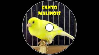 Canto Canario Malinois [upl. by Quiteri]